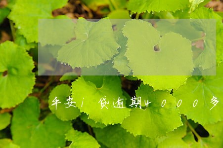 平安i贷逾期4000多