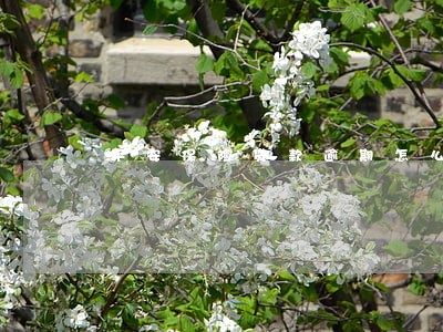 平安保险贷款逾期怎么办 平安保险贷款逾期怎么办