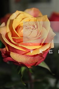 平安信用卡2个月逾期 平安信用卡2个月逾期