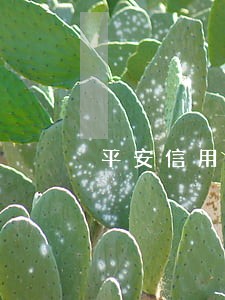 平安信用卡4万逾期3个月 平安信用卡4万逾期3个月