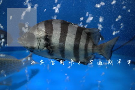 平安信用卡8万逾期半年 平安信用卡8万逾期半年