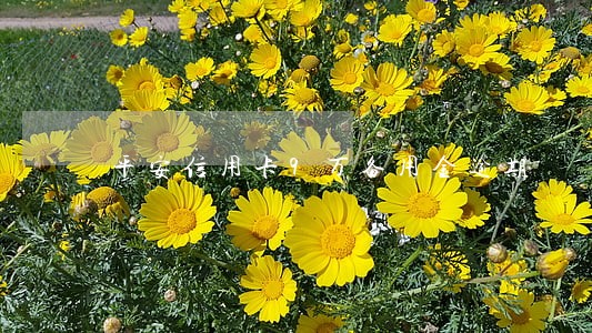平安信用卡9万备用金逾期 平安信用卡9万备用金逾期