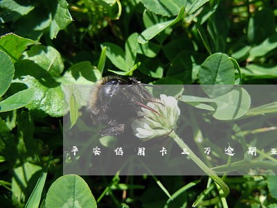平安信用卡三万逾期五个月 平安信用卡三万逾期五个月
