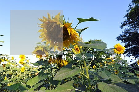 平安信用卡不小心逾期七天 平安信用卡不小心逾期七天