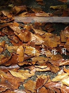 平安信用卡减免还款没逾期 平安信用卡减免还款没逾期