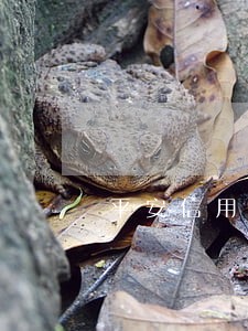 平安信用卡几天未还算逾期