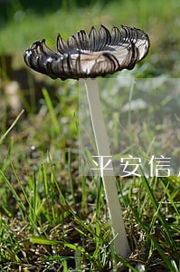 平安信用卡可以逾期多少天 平安信用卡可以逾期多少天