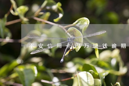 平安信用卡四万块钱逾期没还 平安信用卡四万块钱逾期没还