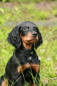 平安信用卡备用金贷款逾期