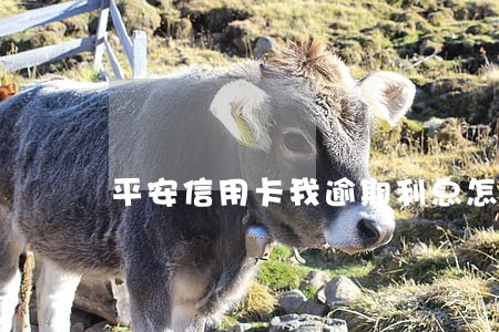 平安信用卡我逾期利息怎么算 平安信用卡我逾期利息怎么算