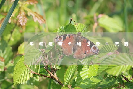 平安信用卡晚还款5天算逾期 平安信用卡晚还款5天算逾期