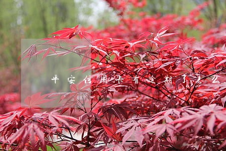 平安信用卡有逾期了怎么办