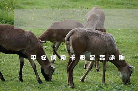 平安信用卡查是否逾期 平安信用卡查是否逾期