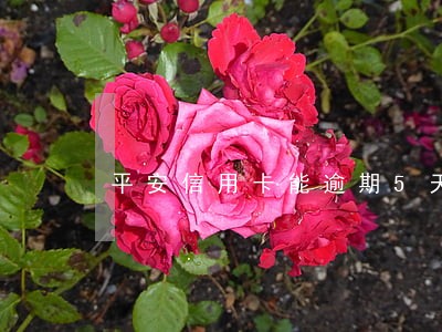 平安信用卡能逾期5天 平安信用卡能逾期5天