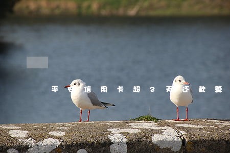 平安信用卡超2天还款算逾期吗 平安信用卡超2天还款算逾期吗