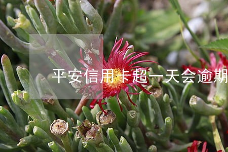 平安信用卡超一天会逾期吗 平安信用卡超一天会逾期吗