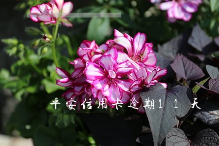 平安信用卡逾期11天 平安信用卡逾期11天