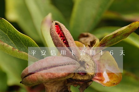平安信用卡逾期16天 平安信用卡逾期16天