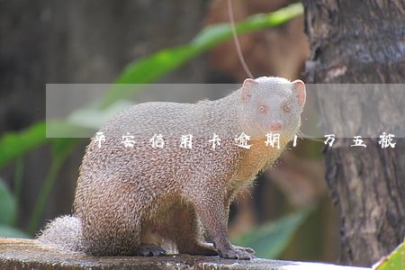 平安信用卡逾期1万五被起诉 平安信用卡逾期1万五被起诉