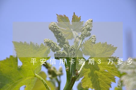 平安信用卡逾期3万要多少利息 平安信用卡逾期3万要多少利息