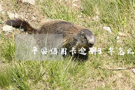 平安信用卡逾期3年怎么协商