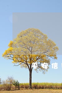 平安信用卡逾期4万三个月 平安信用卡逾期4万三个月