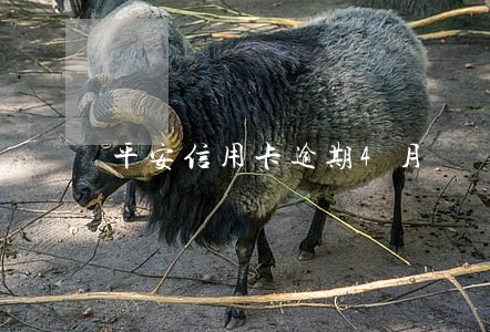 平安信用卡逾期4月 平安信用卡逾期4月