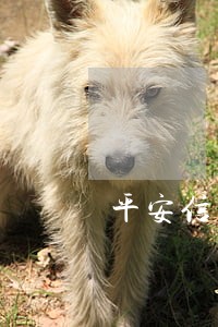 平安信用卡逾期5个月没还 平安信用卡逾期5个月没还
