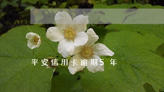 平安信用卡逾期5年 平安信用卡逾期5年