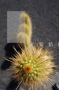 平安信用卡逾期6个月怎么处理 平安信用卡逾期6个月怎么处理