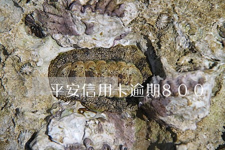 平安信用卡逾期800 平安信用卡逾期800
