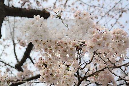 平安信用卡逾期一万会抓吗