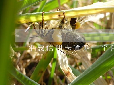 平安信用卡逾期一个月再还 平安信用卡逾期一个月再还