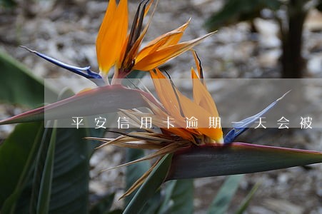 平安信用卡逾期一天会被冻结吗 平安信用卡逾期一天会被冻结吗