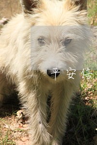平安信用卡逾期一天都被降额 平安信用卡逾期一天都被降额