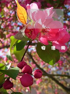 平安信用卡逾期一天降额度 平安信用卡逾期一天降额度