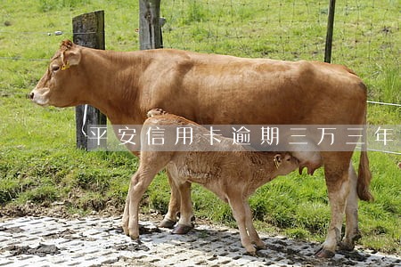 平安信用卡逾期三万三年了
