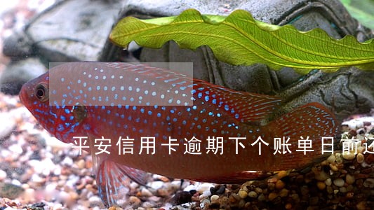 平安信用卡逾期下个账单日前还款