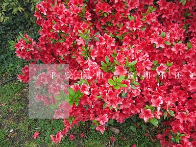 平安信用卡逾期不还追债电话 平安信用卡逾期不还追债电话