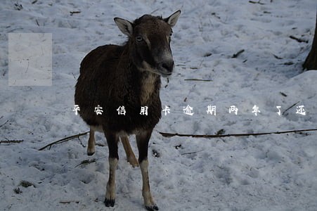 平安信用卡逾期两年了还清了