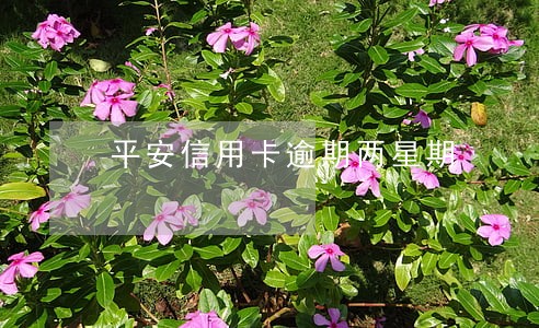 平安信用卡逾期两星期 平安信用卡逾期两星期