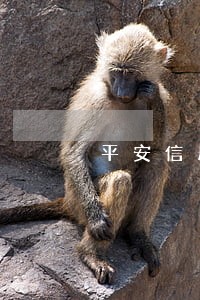 平安信用卡逾期了20天 平安信用卡逾期了20天