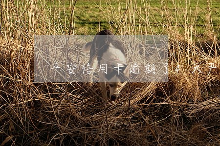 平安信用卡逾期了4天严重吗 平安信用卡逾期了4天严重吗