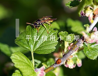 平安信用卡逾期了帮扶 平安信用卡逾期了帮扶