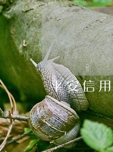 平安信用卡逾期了怎么查询卡号 平安信用卡逾期了怎么查询卡号