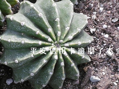 平安信用卡逾期了本金都少还很多 平安信用卡逾期了本金都少还很多