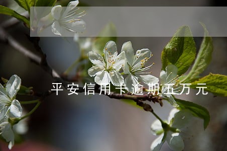 平安信用卡逾期五万元 平安信用卡逾期五万元