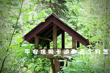 平安信用卡逾期五个月怎么办