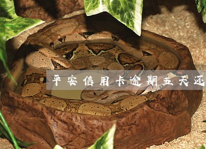 平安信用卡逾期五天还款会拉黑吗 平安信用卡逾期五天还款会拉黑吗