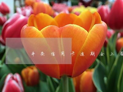 平安信用卡逾期会上居委会吗 平安信用卡逾期会上居委会吗